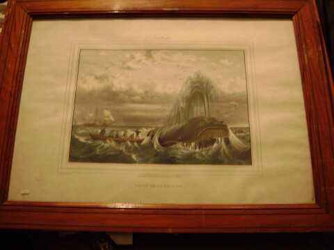 baleine-aulaire.jpg