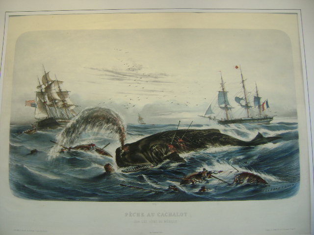peche-au-cachalot